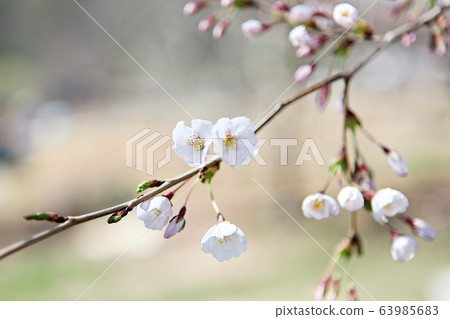 Cherry tree 63985683