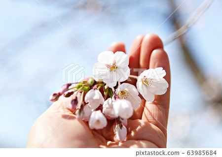 Cherry tree 63985684