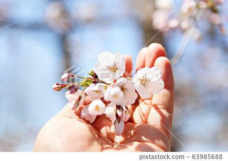 Cherry tree Cherry tree 63985688