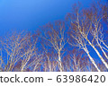 白樺樹 63986420
