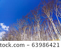 白樺樹 63986421