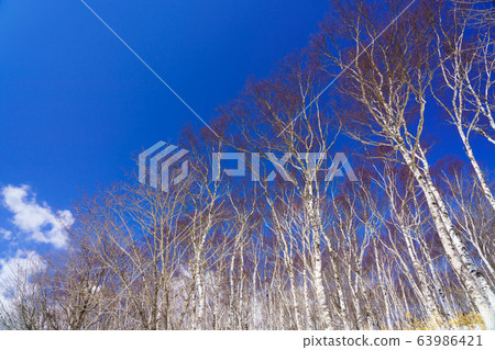 白樺樹 63986421
