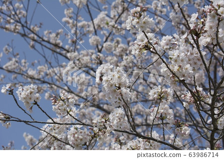 Cherry blossoms / Mobara-shi, Chiba Cherry blossoms / Mobara-shi, Chiba 63986714