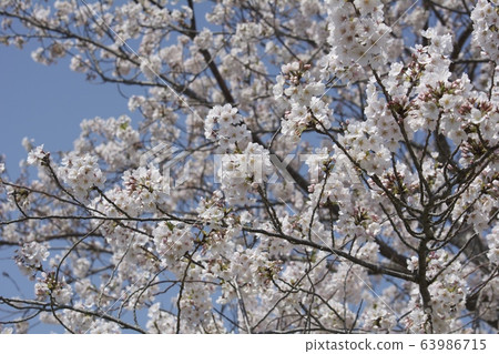 Cherry blossoms / Mobara-shi, Chiba Cherry blossoms / Mobara-shi, Chiba 63986715