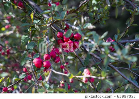 Lily tree Lily tree 63987055