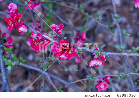 Lily tree Lily tree 63987056