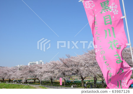 Kuromegawa的櫻花 63987126