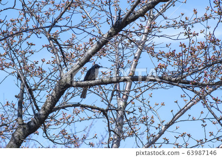 夜鶯 夜鶯 63987146