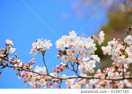吉野櫻花盛開 吉野櫻花盛開 63987180