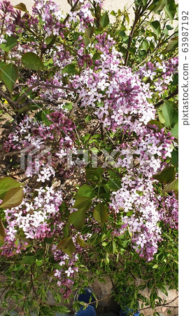 淡紫色的香味 63987192