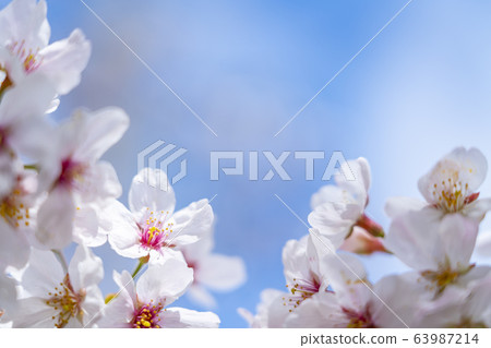 櫻花吉野櫻花樹 櫻花吉野櫻花樹 63987214