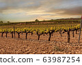 Vineyards 63987254