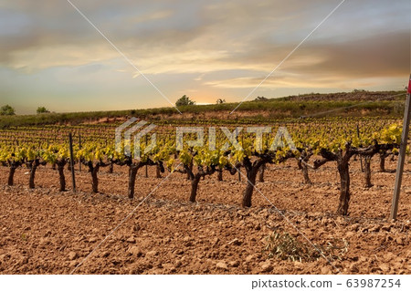 Vineyards 63987254