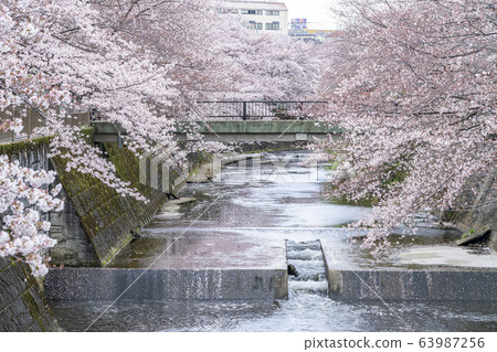 [Tokyo] Onda River Sakura 63987256