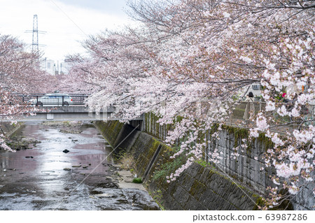 [Tokyo] Onda River Sakura 63987286