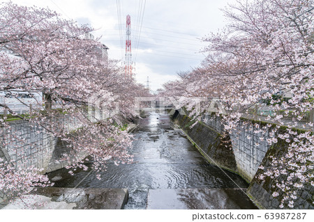 [東京]恩田河櫻 63987287