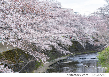 [Tokyo] Onda River Sakura 63987288