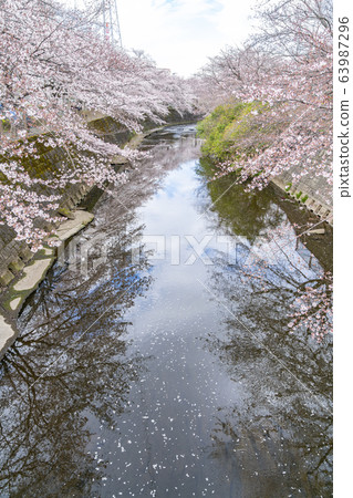[Tokyo] Onda River Sakura 63987296