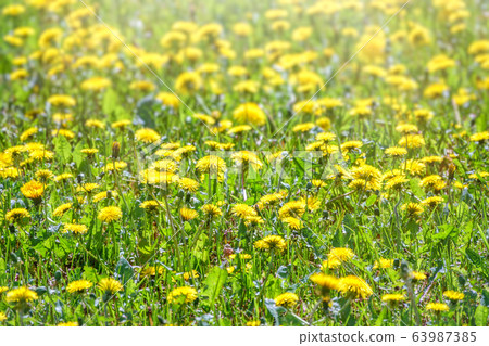 Field of yellow dandelions. Taraxacum officinale, 63987385