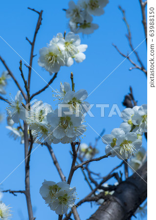 Plum 63988150
