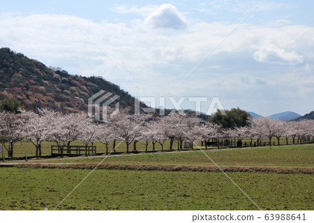 Cherry blossoms at Agricultural Park (Taishi Town, Hyogo Prefecture) 63988641
