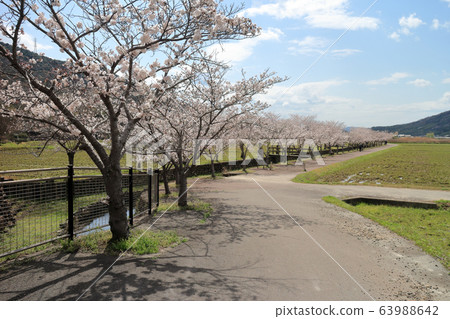 Cherry blossoms at Agricultural Park (Taishi Town, Hyogo Prefecture) 63988642