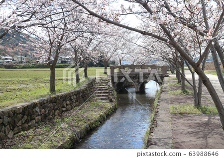 Cherry blossoms at Agricultural Park (Taishi Town, Hyogo Prefecture) 63988646
