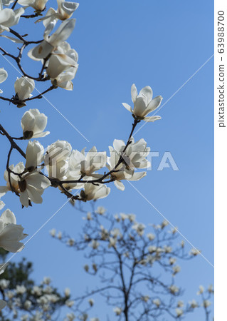 magnolia 63988700