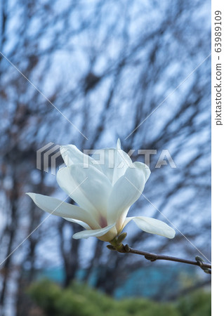 magnolia 63989109