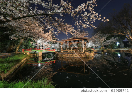 若泉公園的夜櫻花 63989741