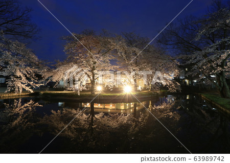 Night cherry blossoms at Wakaizumi Park 63989742