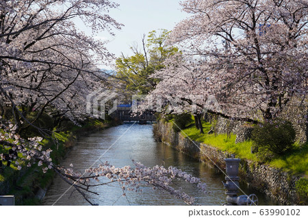 東京春天羽村市羽村進水堰多摩川上水和櫻花 63990102
