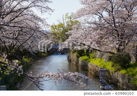 東京春天羽村市羽村進水堰多摩川上水和櫻花 63990103
