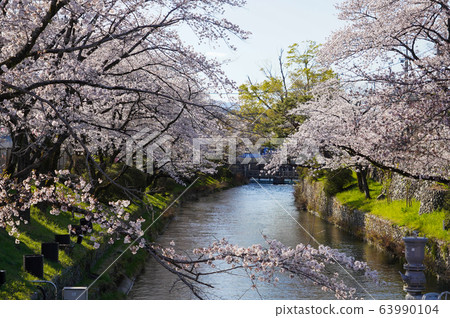 東京春天羽村市羽村進水堰多摩川上水和櫻花 63990104