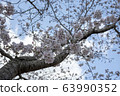 Park cherry blossoms [Yoshino Somei] 63990352