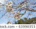 Park cherry blossoms [Yoshino Somei] 63990353