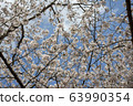 Park cherry blossoms [Yoshino Somei] 63990354