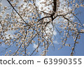 Park cherry blossoms [Yoshino Somei] 63990355