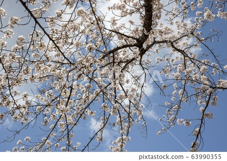 Park cherry blossoms [Yoshino Somei] 63990355