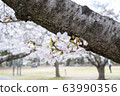 Park cherry blossoms [Yoshino Somei] 63990356