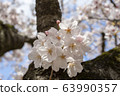 Park cherry blossoms [Yoshino Somei] 63990357