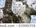 Park cherry blossoms [Yoshino Somei] 63990358
