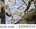 Park cherry blossoms [Yoshino Somei] 63990359