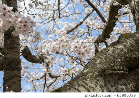 Park cherry blossoms [Yoshino Somei] 63990359