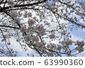 Park cherry blossoms [Yoshino Somei] 63990360