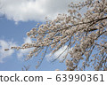 Park cherry blossoms [Yoshino Somei] 63990361