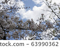Park cherry blossoms [Yoshino Somei] 63990362