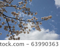 Park cherry blossoms [Yoshino Somei] 63990363