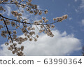 Park cherry blossoms [Yoshino Somei] 63990364