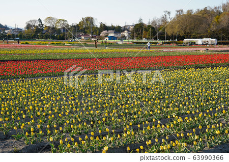 Tokyo, Spring, Hamura City, Tulip Festival Tokyo, Spring, Hamura City, Tulip Festival 63990366